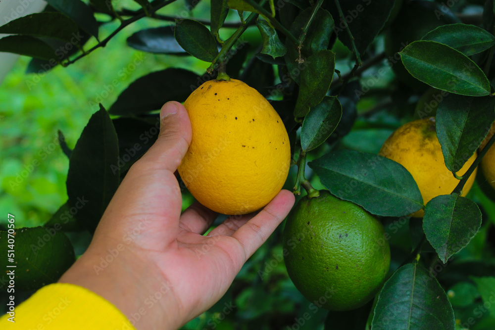 Hand holding fresh ripe yellow lemon on tree in a lemon orchard