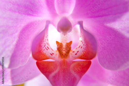 macro photography of a flower. Close-up of beautiful pink Orchid flower. pink orchid macro
