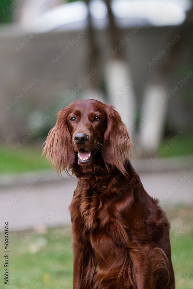 Irish setter dog portrait in the park