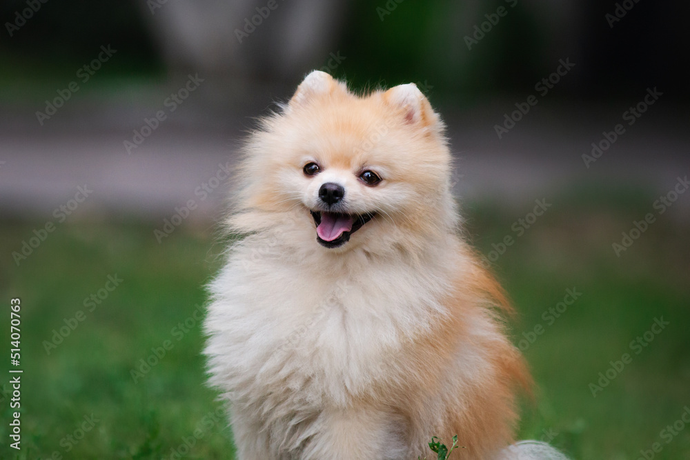 pomeranian spitz dog in the park