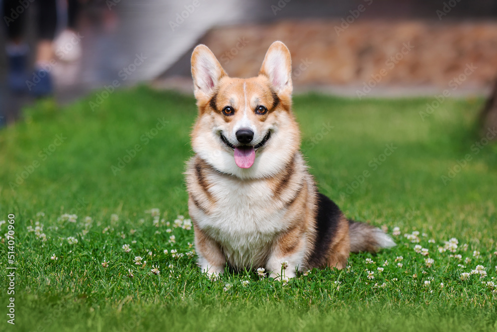 welsh corgi in the park