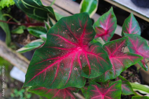 Caladium Hearts Delight with green leaves and red veins with blurred houseplants background in the backyard.