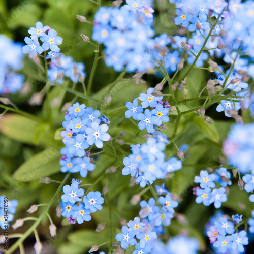 Forget-me-not flower macro with bright green leaves in the rays of the sun.Blue flowers on a green background.