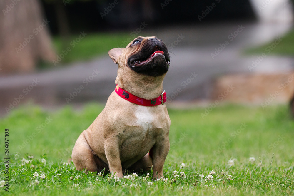 french bulldog dog in the park french bulldog dog in the park