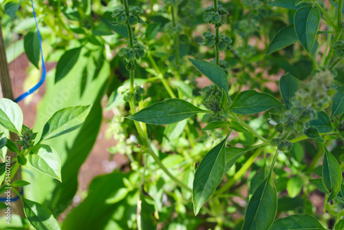 Close-up view of Ocimum tenuiflorum  commonly known as holy basil  tulsi  tulasi  kemangi or surawung with blurred background in the backyard