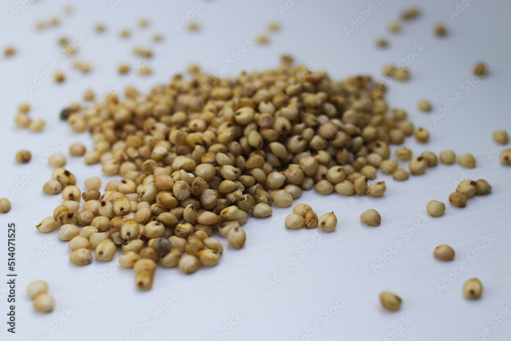 Hand holding a handful of white sorghum or jowar grains with blurred grains background Hand holding a handful of white sorghum or jowar grains with blurred grains background