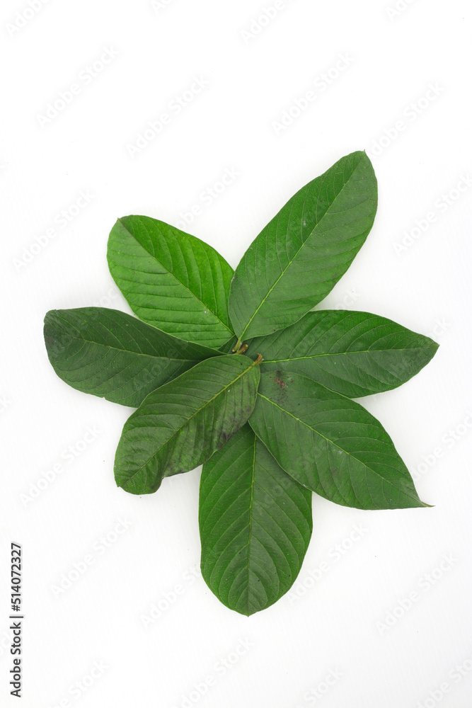 a group of guava leaves isolated on white background. a group of guava leaves isolated on white background.