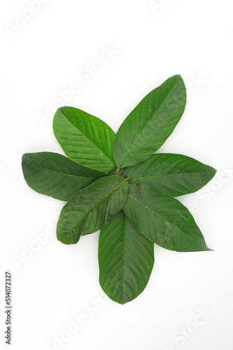 a group of guava leaves isolated on white background.