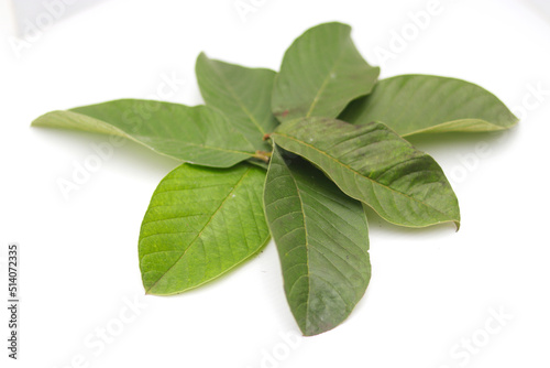 a group of guava leaves isolated on white background.