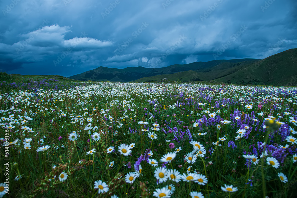 A beautiful view of a chamomile field against the backdrop of mountains
