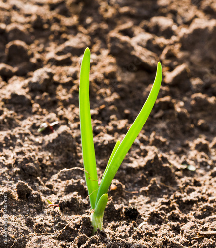 Green onions in the ground. On a dark background. Close-up.