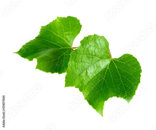 The two grape leaves are isolated on a white background.