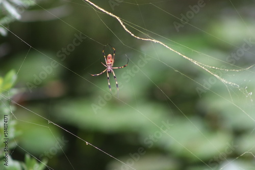 spider on the web