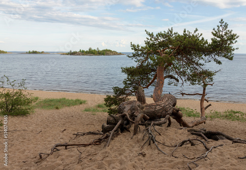 Interesting, curvy pine tree and its roots on sandy lake shore. Blue water and islands in the background. Beautiful landscape, wild nature. 