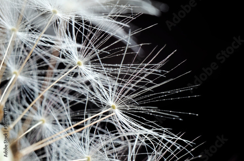 Dandelion seeds on a black background. Close-up. Soft focus