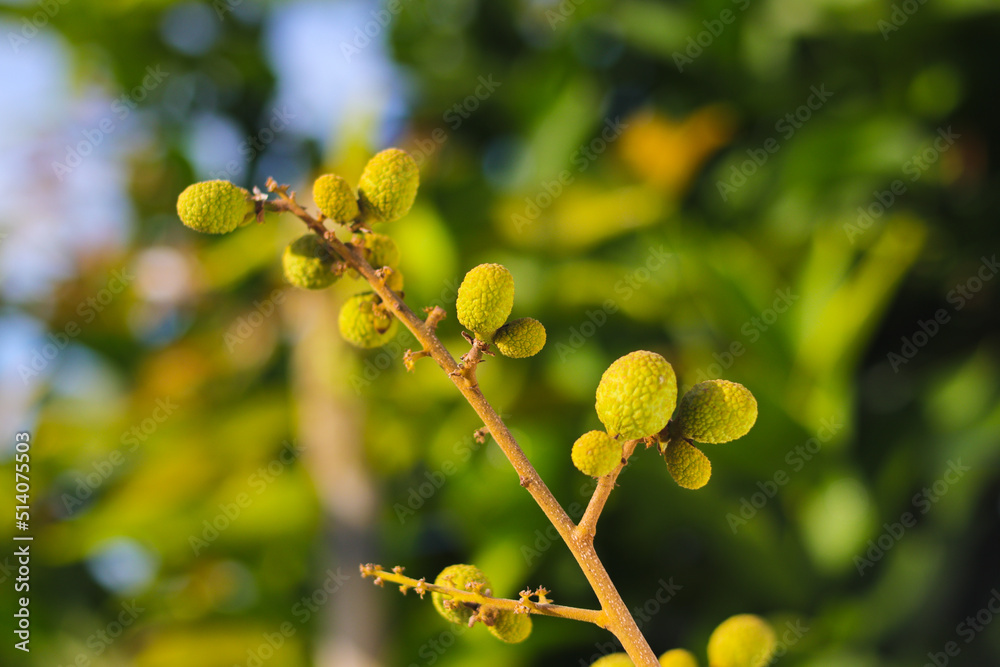 Fototapeta premium Young longan fruits with blurred green background on longan orchard.