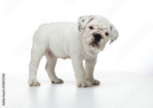 English Bulldog Puppy photographed on a white back drop