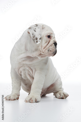 English Bulldog Puppy photographed on a white back drop