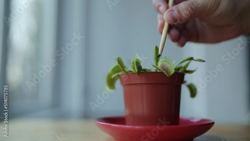 Feeding venus flytrap insects with tweezers photo