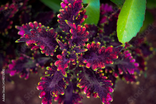 Beautiful miana plant with variagated leaves growing in the backyard photo