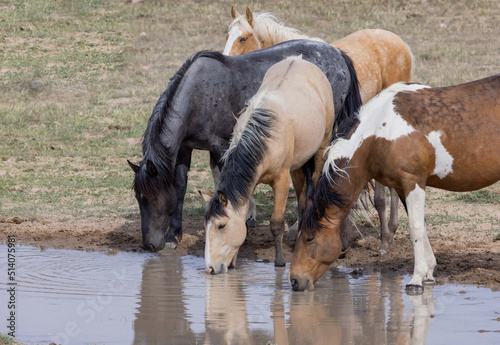 Wild Horses at a Desert Waterhole in Utah in Spring