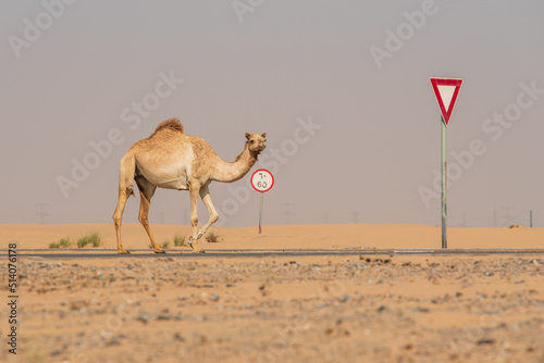 View of camel on the desert in United Arab Emirates