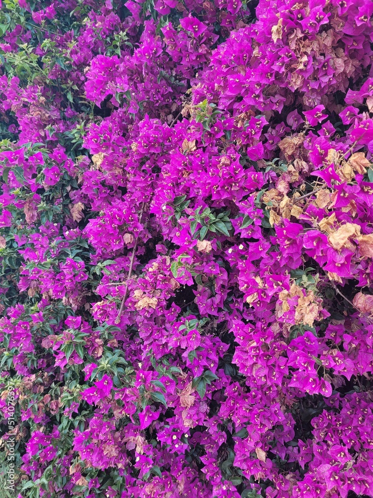 pink flowers in the garden