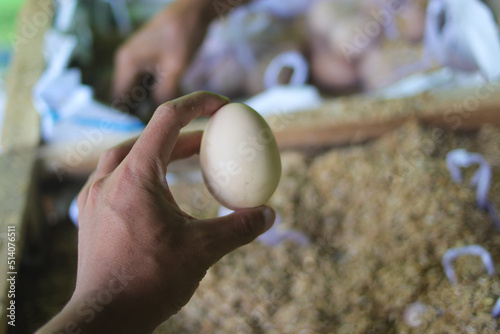 Hand holding fresh brown chicken egg with blurred brown eggs and rice husk background photo