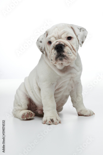 English Bulldog Puppy photographed on a white back drop