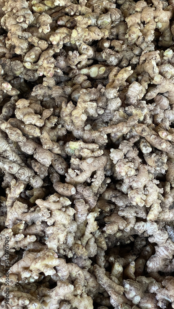 Freshly harvested ginger spice