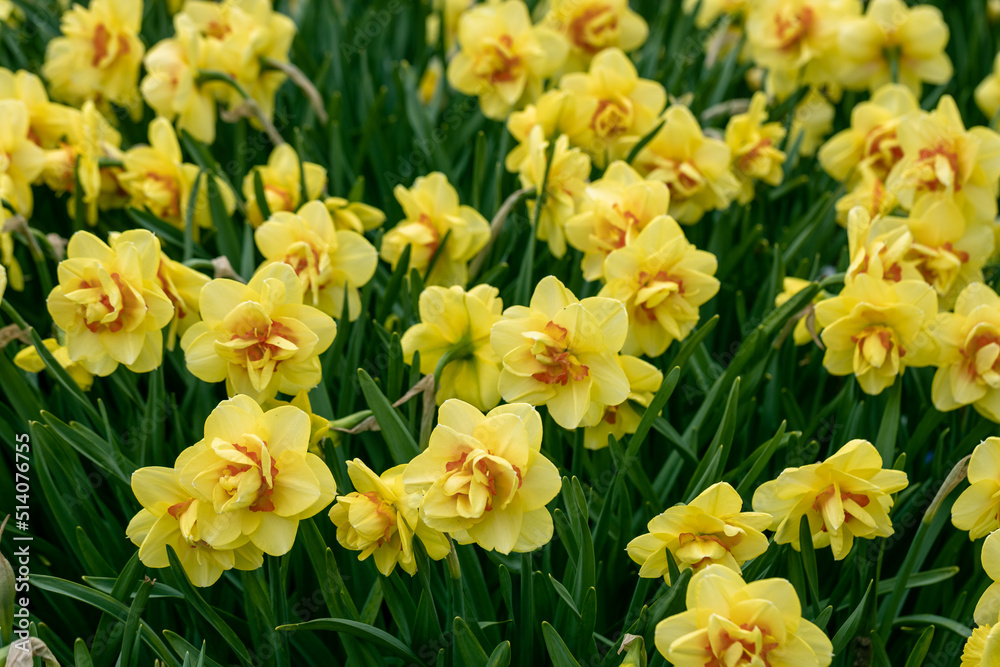 Obraz premium Double Yellow and orange narcissus daffodil flowers growing in the spring garden
