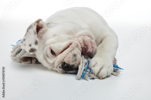 English Bulldog Puppy photographed on a white back drop