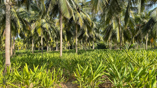 Turmeric spice plants intercropped with coconut growing in Sri Lanka