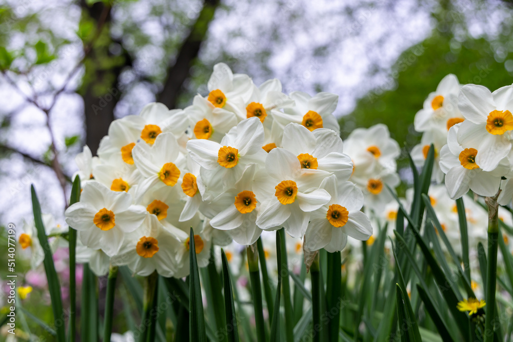 Narcissus Geranium blossoms in the garden in spring Narcissus Geranium blossoms in the garden in spring
