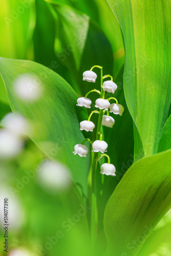Lily of the valley, blooming in the morning spring forest, selective focus, close-up