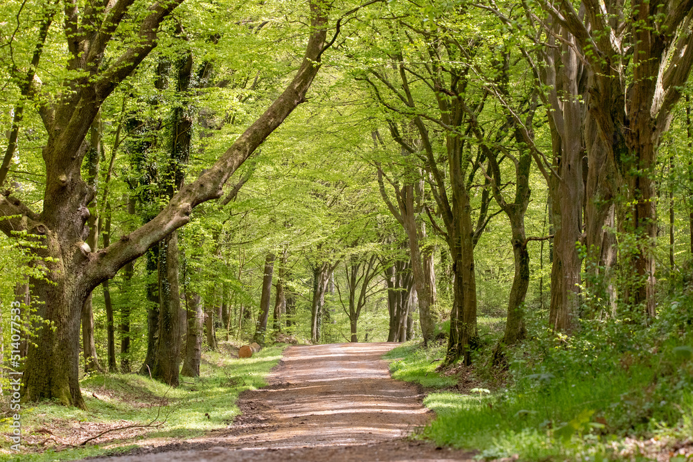 Zartgrüner Laubmischwald im Frühling