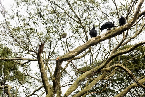 O urubu-preto é uma espécie de ave catartiforme da família Cathartidae, pertencente ao grupo dos abutres do Novo Mundo. photo