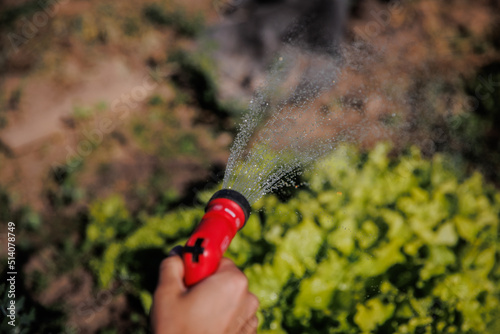 Green fresh young lettuce leaves. the concept of healthy eating. Watering the garden, water and a bed with lettuce leaves