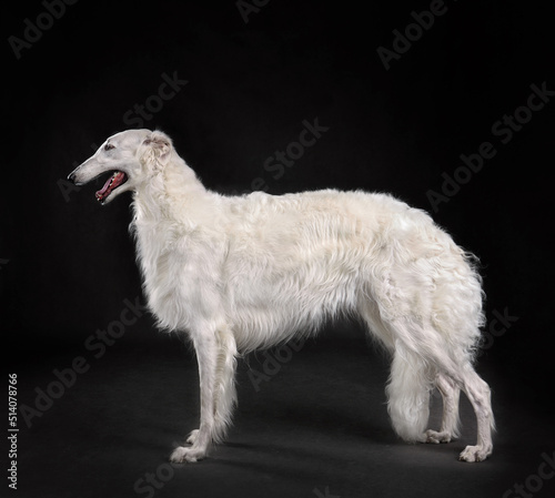 Obraz na płótnie Beautiful russian borzoi dog