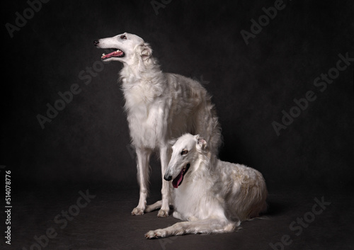 Obraz na płótnie Two white russian borzoi dogs