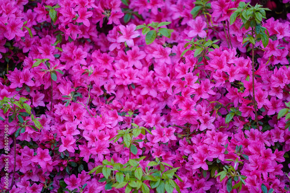 Wall of pink flowers in a garden