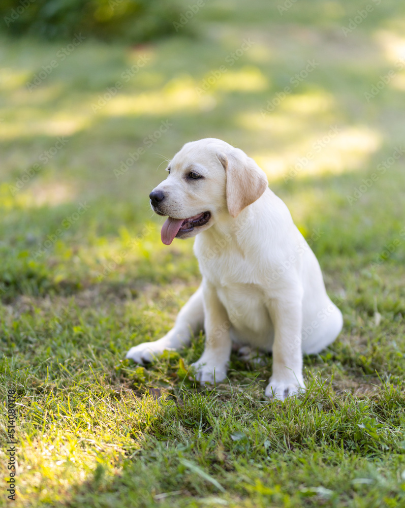 cute labrador puppy