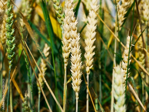 ripening ear of wheat in a field