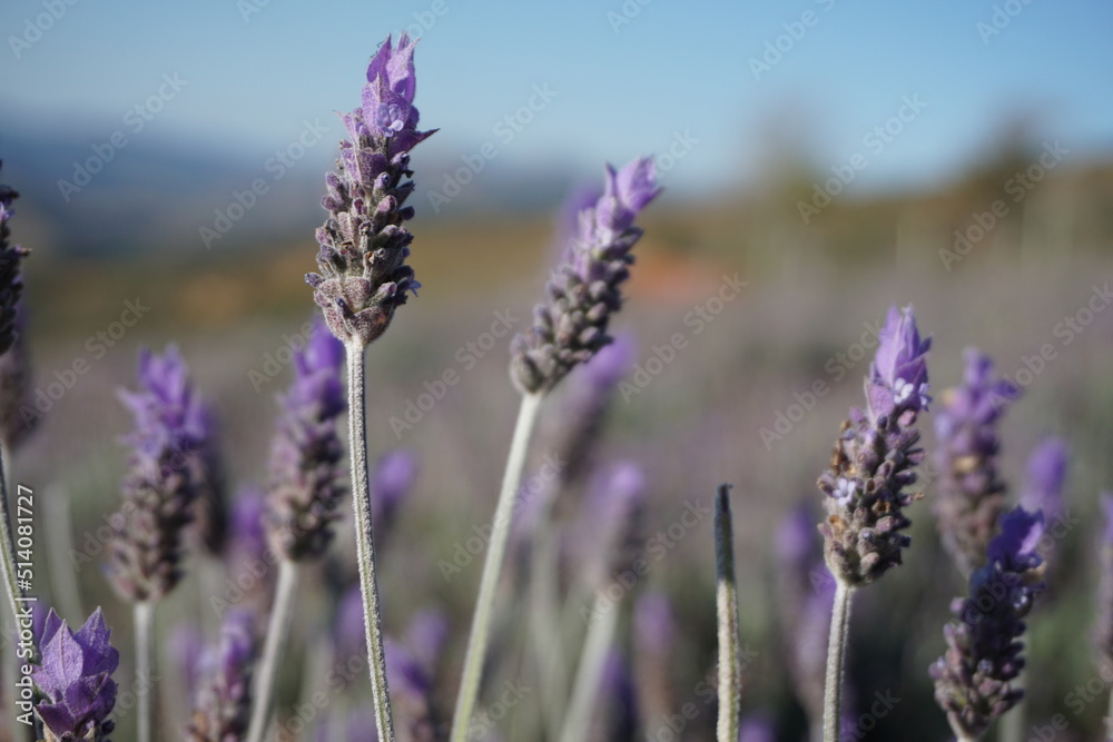 Lavandas Lavandas