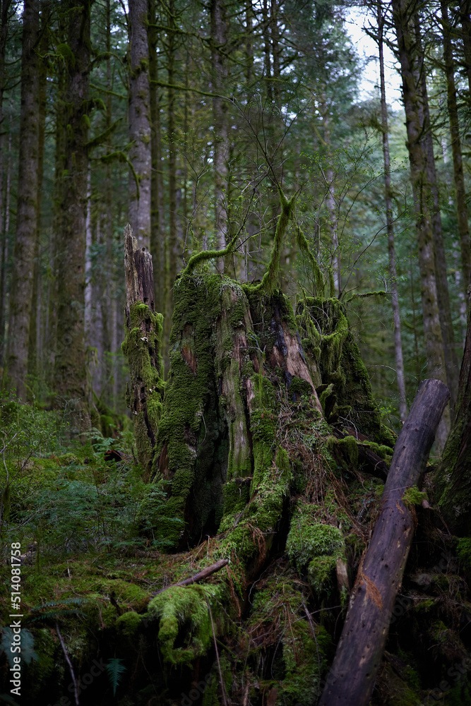 Golden Ears Provincial Park
As one of the largest parks in the province, Golden Ears Provincial Park is prized for its recreational opportunities. The extensive system of trails within the park provid Golden Ears Provincial Park
As one of the largest parks in the province, Golden Ears Provincial Park is prized for its recreational opportunities. The extensive system of trails within the park provid