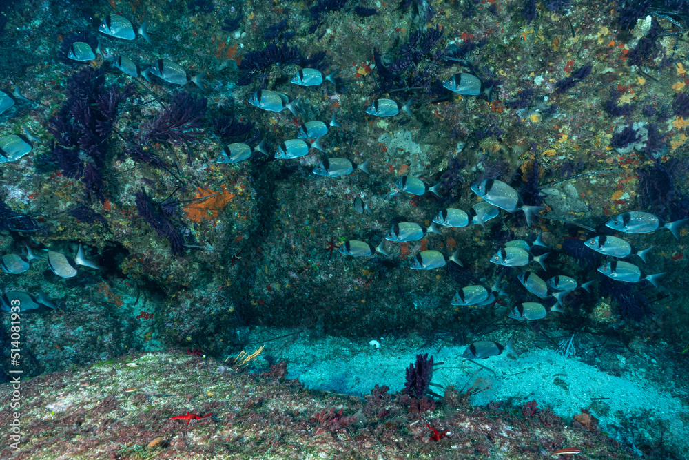 Fototapeta premium Gruppo di saraghi fasciati, Diplodus vulgaris, con parete sullo sfondo con gorgonie rosse, Paramuricea clavata