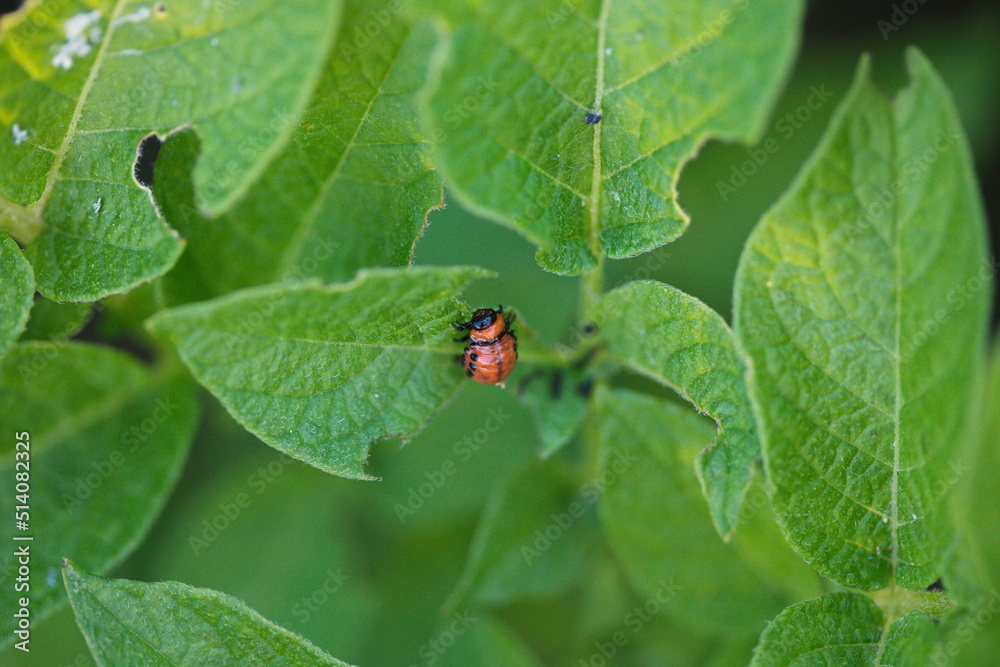 Fototapeta premium A colorado potato beetle on a potato plant in a backyard garden. 