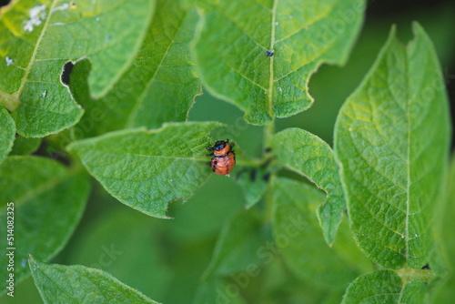 A colorado potato beetle on a potato plant in a backyard garden. 