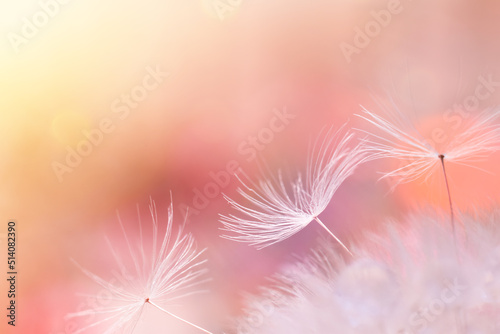 Macro shot of pastel color soft dandelion seeds background