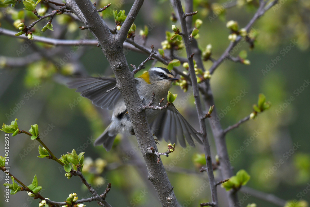 Common firecrest // Sommergoldhähnchen (Regulus ignicapilla) Common firecrest // Sommergoldhähnchen (Regulus ignicapilla)